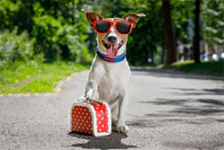 Urlaub mit Hund in Brandenburg